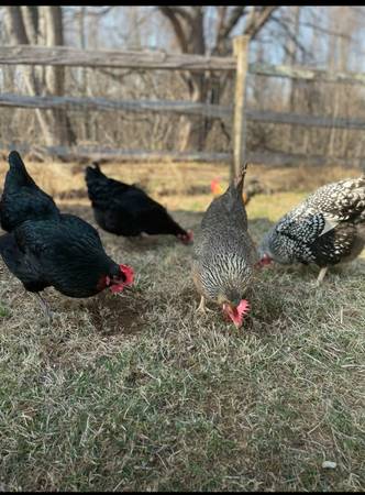 FREE CHICKENS - Moving must go! ASAP 1