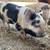 Kunekune Piglets 1 thumbnail