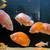 Oscar Fish, Albino Oscar , Red Fire Oscar 5 thumbnail