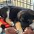 Shepard mix puppies 6 weeks old 3 thumbnail