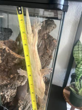 New caledonia giant gecko (Leachie gecko) (Killeen)63898901916290124