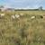 New Zealand kiko buckling goats 1 thumbnail