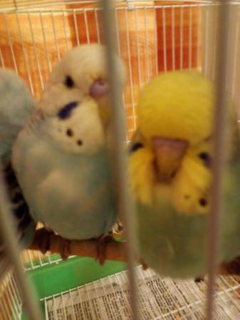 Large parakeet (English) (Minford)64022841727618122