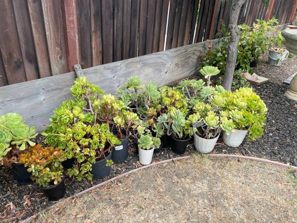 jade curryleaf fig apple blackberry and succelents 1