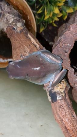 White's Tree Frog Adults 1.2 (Inverness, FL)63687883227779122