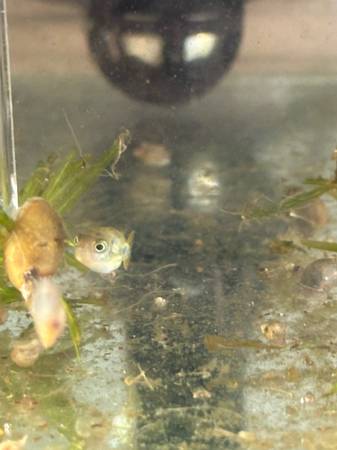 Rehoming Freshwater Dwarf Puffer fish (Kent)63862434888067124