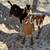 nigerian buck male goat 2 thumbnail