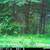 Maine-Pristine 9.5 Ac Cobscoot Bay with 565' Bay frontage 9 thumbnail