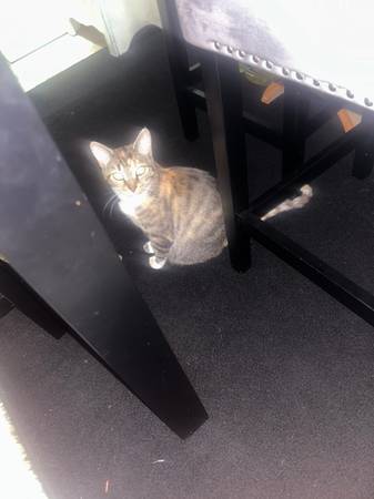 Young cat (Highland town)64051581960577121