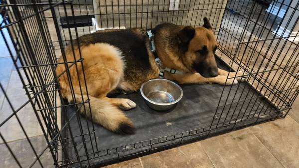 2 german shepherds need a home (Corpus chirsti)63622345982209123