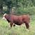 Hereford bulls 5 thumbnail