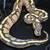 Ball python collection 4 thumbnail