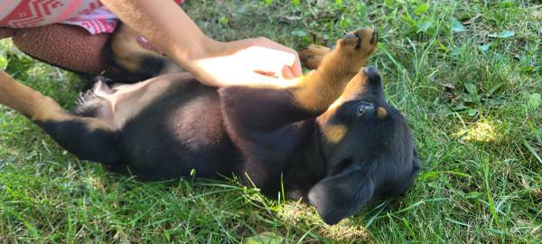 Rottweiler Puppies (Fox Lake)63844236392579122