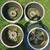 1998 ford mustang cobra svt set of 4 rims 17 inch 4 thumbnail