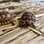 Sulcata Tortoise Hatchlings 2 thumbnail