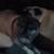 Nugget the pug 2 thumbnail