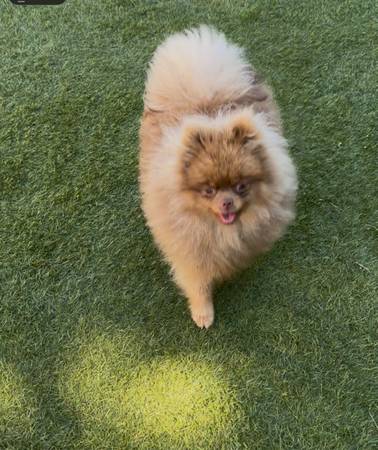 Handsome Pomeranian Looking for a Loving Home (Danville)63909865587970120