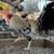 Chickens for sale 11 thumbnail