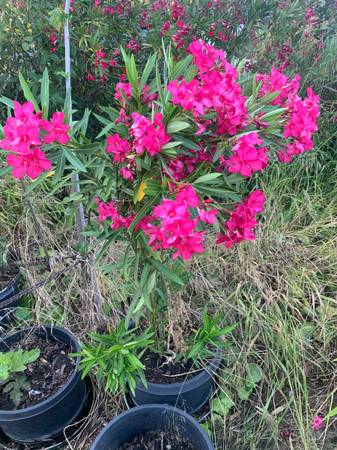 Oleander tree with multiple colors 1