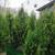 BALLED AND BURLAP EVERGREENS- ARBORVITAES- SHADE TREES AND MORE (SALE) 13 thumbnail