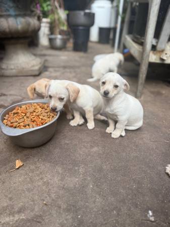 BUSCANDO UN HOGAR AMOROSO (San Diego)63841744849539120