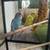 Parakeet 2 thumbnail