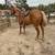 Golden Palomino Gelding 2 thumbnail