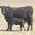 3-4-5 YR. Old ANGUS PAIRS 8 thumbnail
