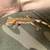 Crested gecko 6 thumbnail