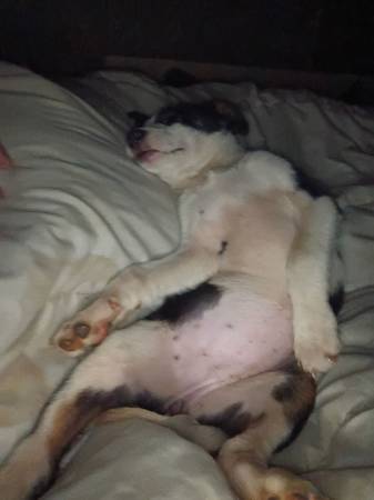 Mixed breed puppy (Hartselle)63660366624641120