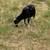 Purebred Katahdin Hair Sheep Looking For New Pastures 3 thumbnail