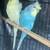 Parakeet/Budgies/ Hagoromo pair for sale 2 thumbnail
