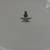 Royal Doulton White Serving Platter 13.75" x 10.5" Made in England 3 thumbnail
