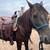 Black Gaited Gelding 8 YEAR OLD ❤️ Solid Trail Horse. 5 thumbnail