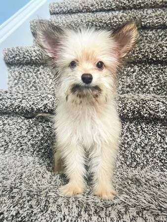 Yorkiemix63881507694467121