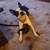 Dogs looking for home, can seperate - No fault of theirs 10 thumbnail