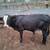 Heifers becerros 2 thumbnail