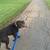 GREAT DOG , CHOCOLATE LAB!! 4 thumbnail