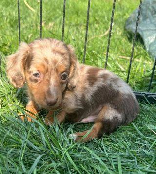 Puppies need new home 1