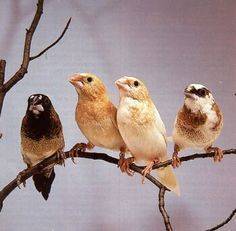 Tiny Flock of Society Finches (lower pac hts)63862000232961121