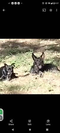 Lost Terrier Mix Female 1