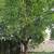 Insured Tree Person Wanted 4 thumbnail