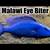 Malawi cichlid fish 1 thumbnail