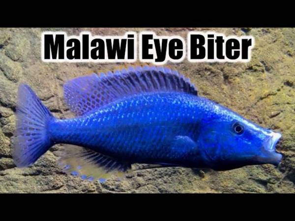 Malawi cichlid fish 1
