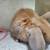 Holland lop rabbit 10 thumbnail
