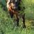 Angus X Heifer 3 thumbnail