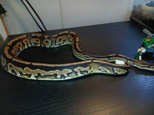 Ball python64022506104323123