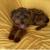Male Yorkipoo 1 thumbnail