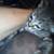 3wk female tabby rehoming ASAP 1 thumbnail