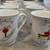 Pottery Barn Mugs Santa Xmas Christmas (Set of 8) 2 thumbnail